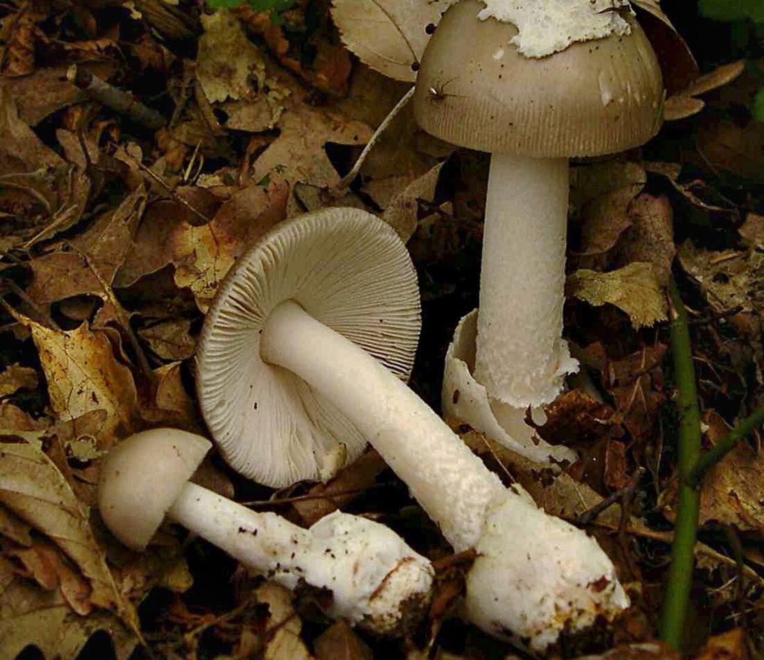 Amanita vaginata reference