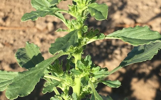 White Pigweed reference