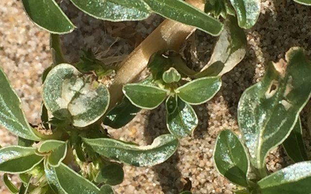 Prostrate Pigweed reference