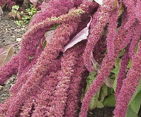 Love-Lies-Bleeding reference