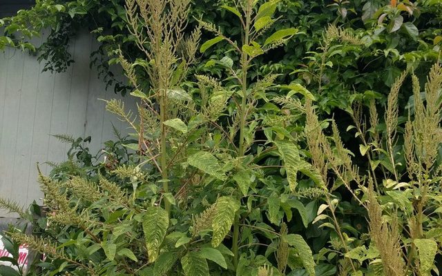 Smooth Amaranth reference