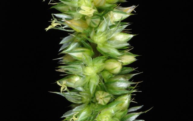 Palmer Amaranth reference