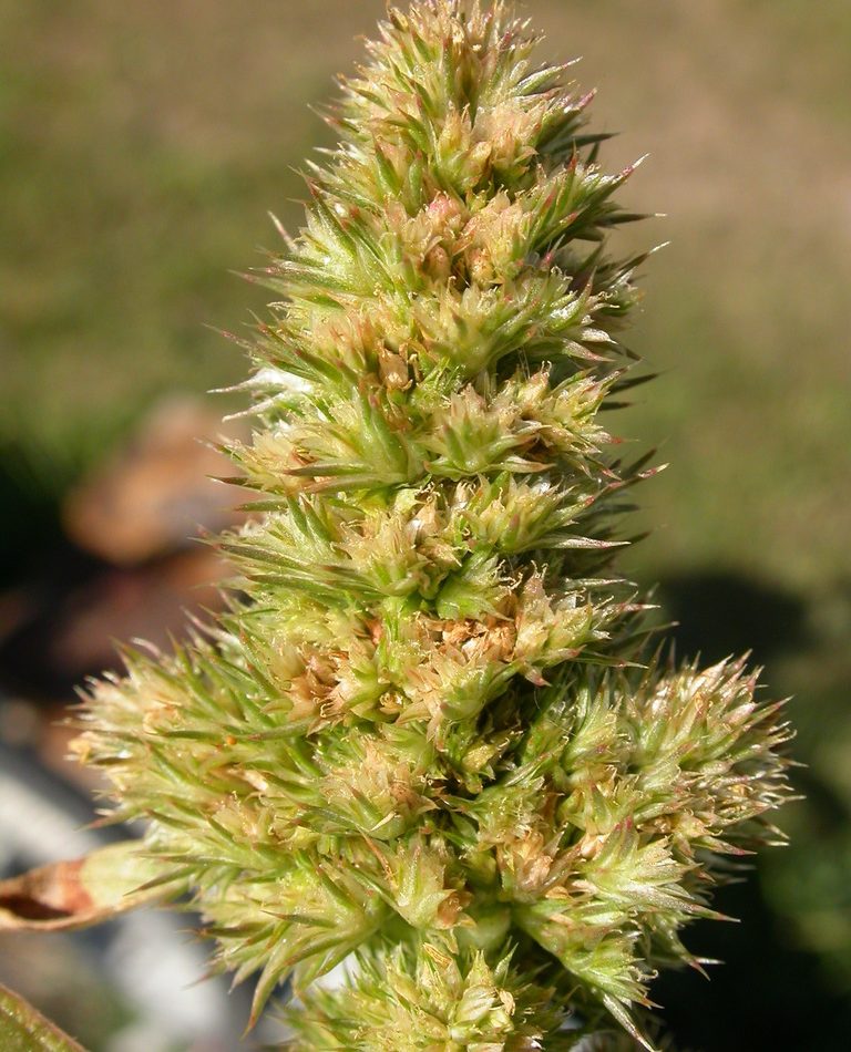 Redroot Amaranth reference