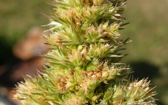 Redroot Pigweed reference