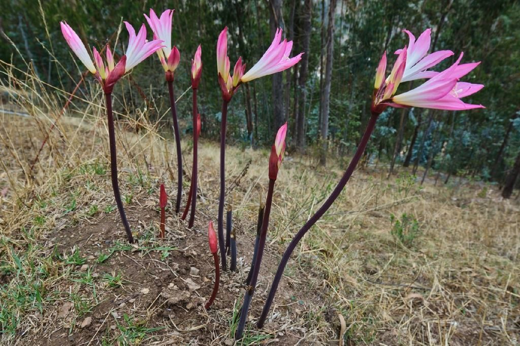 Belladonna Lily reference