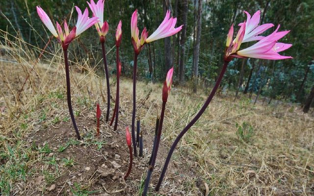 Belladonna Lily reference