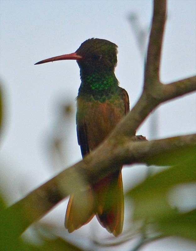 Buff-bellied Hummingbird reference
