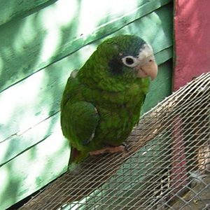Hispaniolan Amazon reference