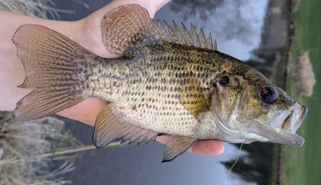 Rock Bass reference