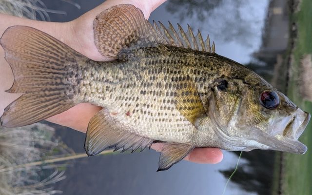 Rock Bass reference