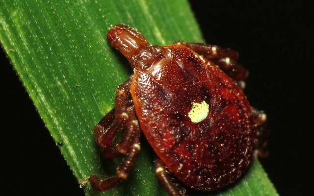 Lone Star Tick reference
