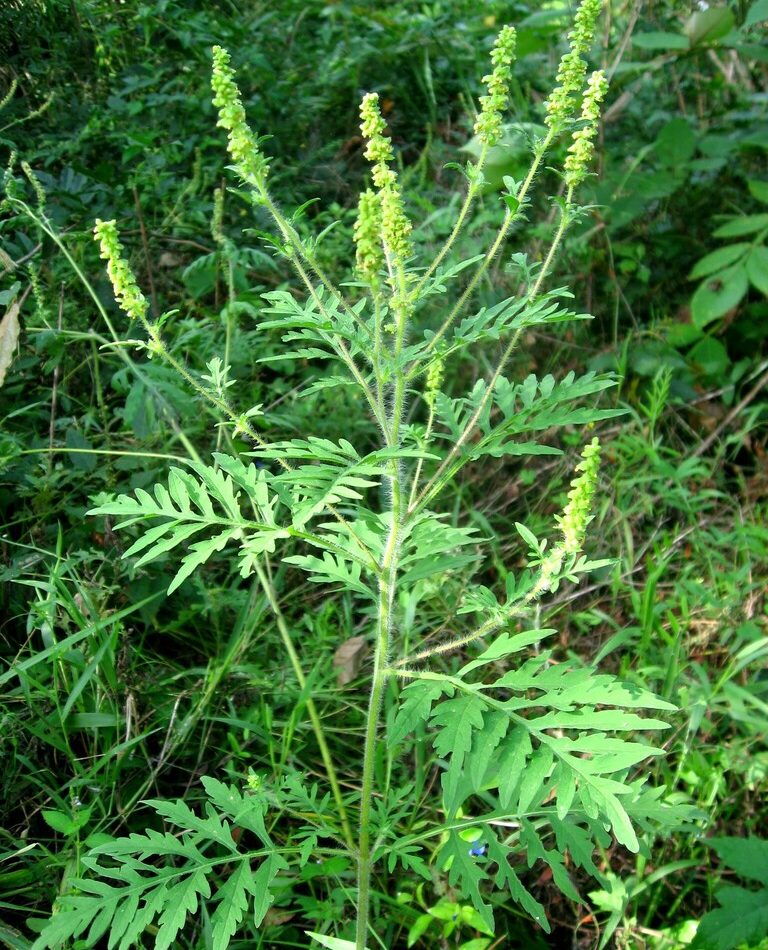 common ragweed reference