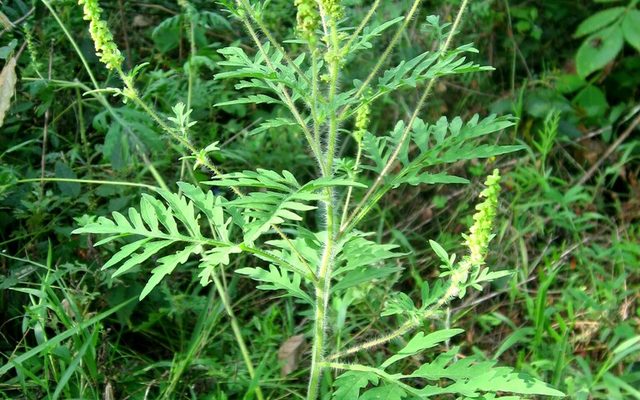 Common Ragweed reference