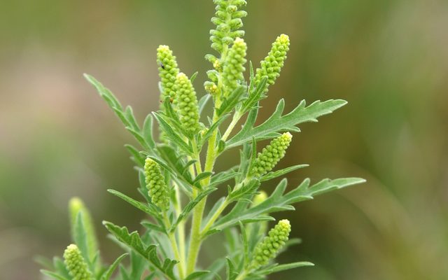 Western Ragweed reference