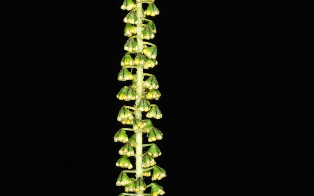 Giant Ragweed reference