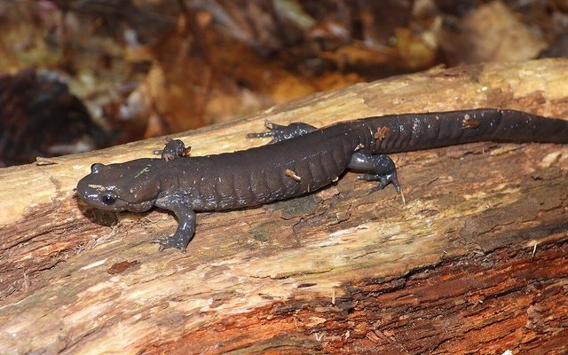 Jefferson Salamander reference