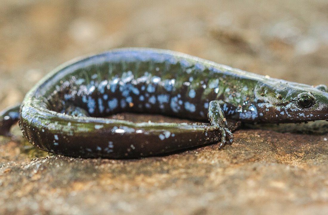 Blue-spotted Salamander reference