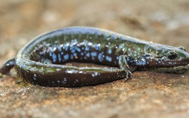 Blue-spotted Salamander reference