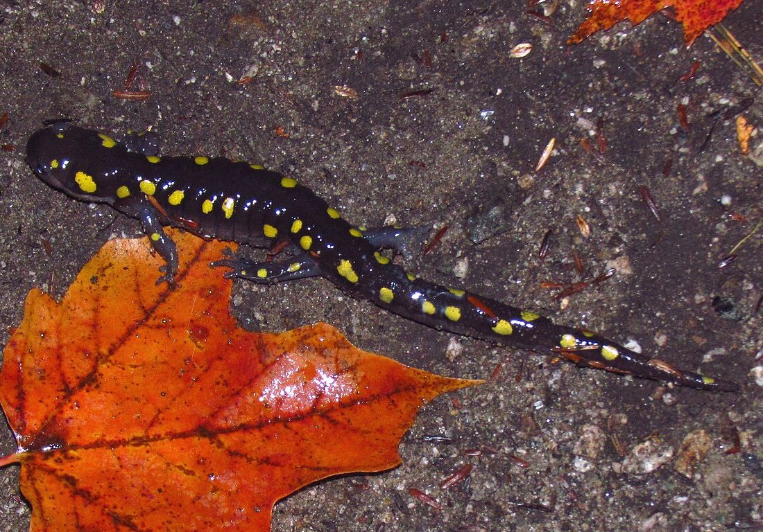 Spotted Salamander reference