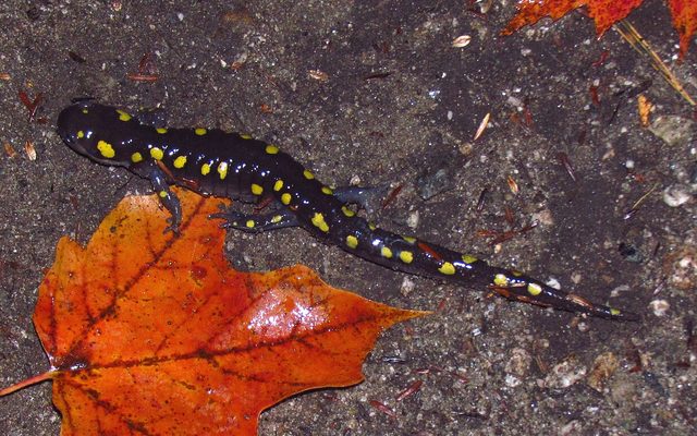 Spotted Salamander reference