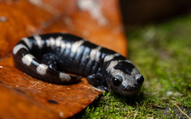 Marbled Salamander reference