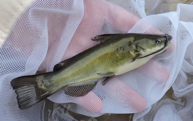 Black Bullhead reference