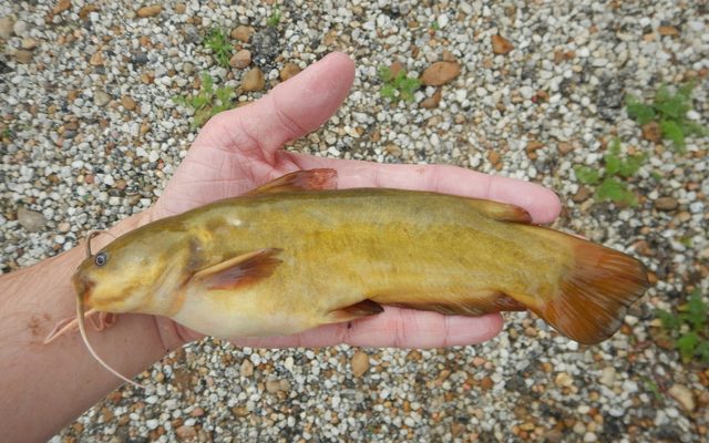 Yellow Bullhead reference