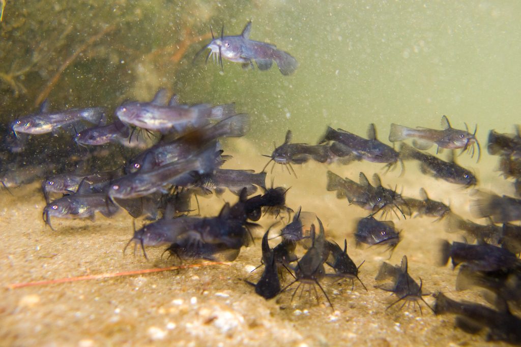 Brown Bullhead reference