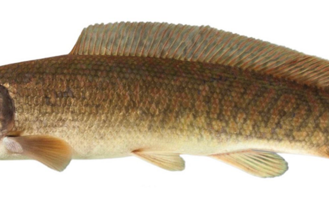 Bowfin reference