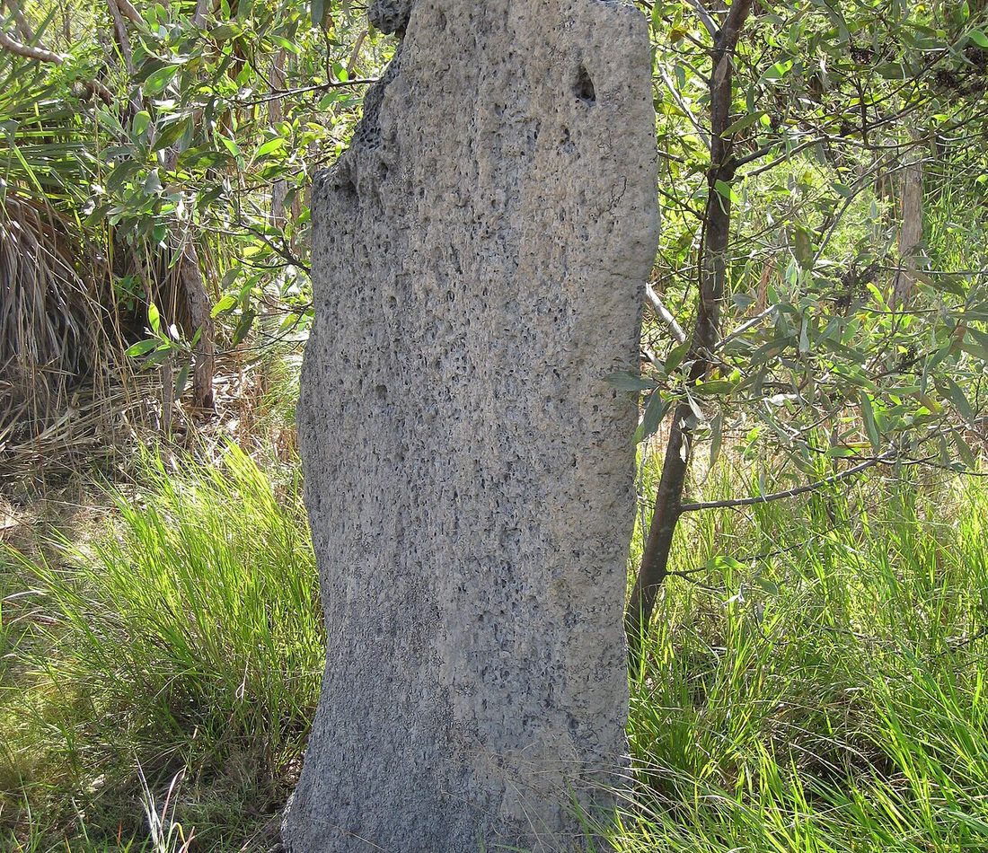 Magnetic Termite reference