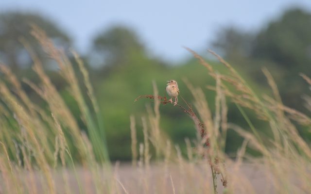 Grasshopper Sparrow reference