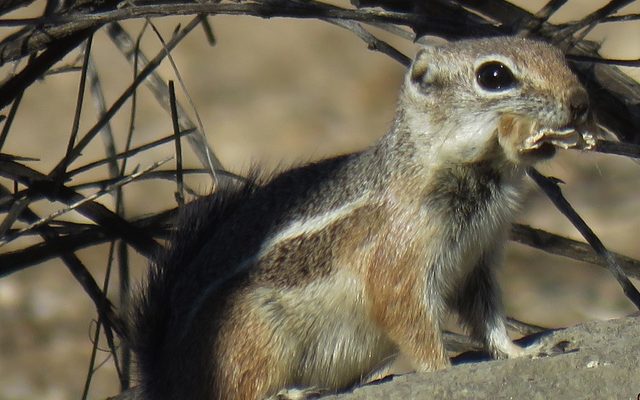 Harris's Antelope Squirrel reference