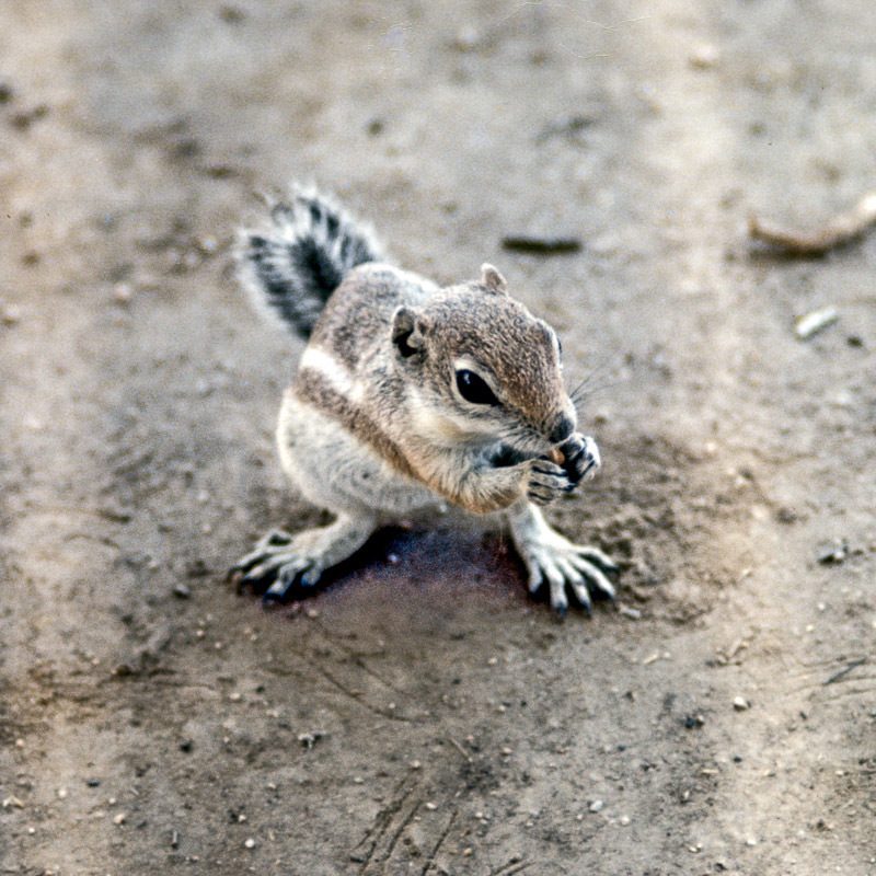 White-tailed Antelope Squirrel reference