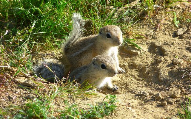San Joaquin Antelope Squirrel reference