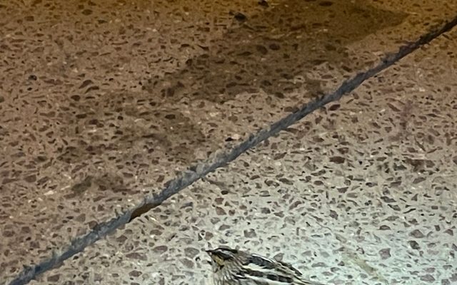 LeConte's Sparrow reference