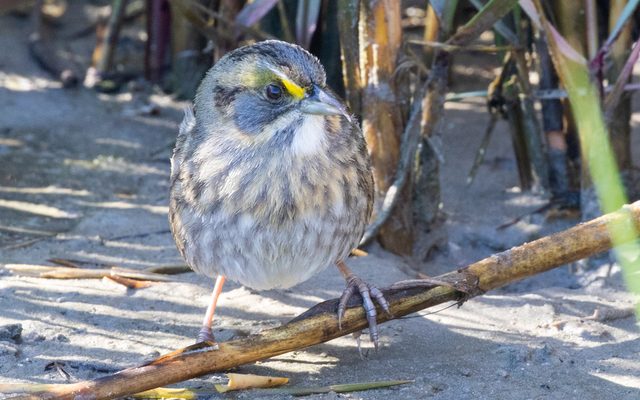 Seaside Sparrow reference