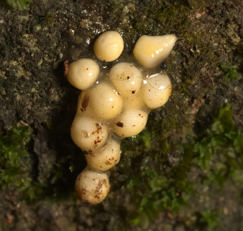 Hong Kong Cascade Frog reference