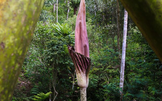 Sumatran Giant Arum reference