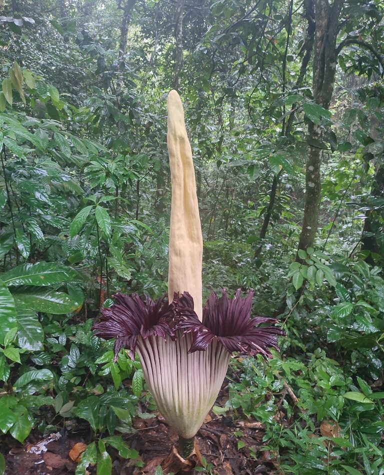 Titan arum reference