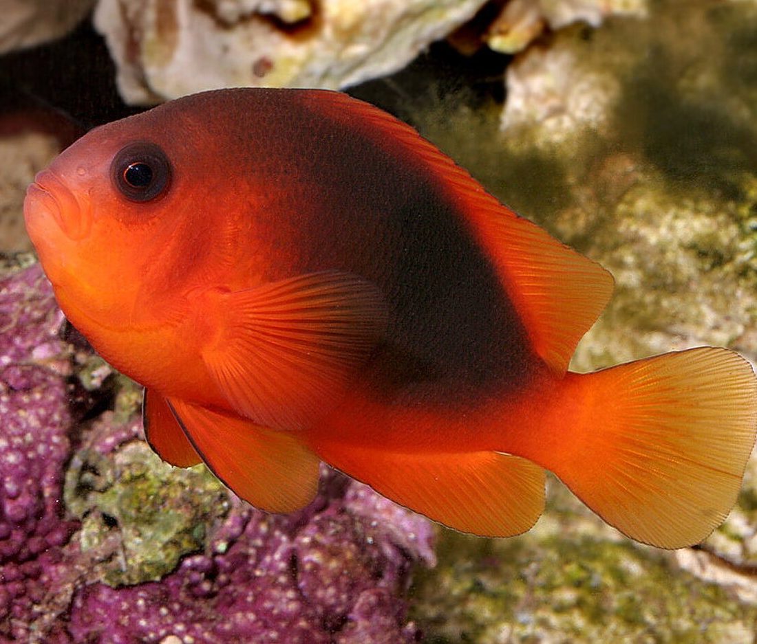 Red Saddleback Anemonefish reference