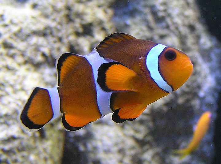 Orange Clownfish