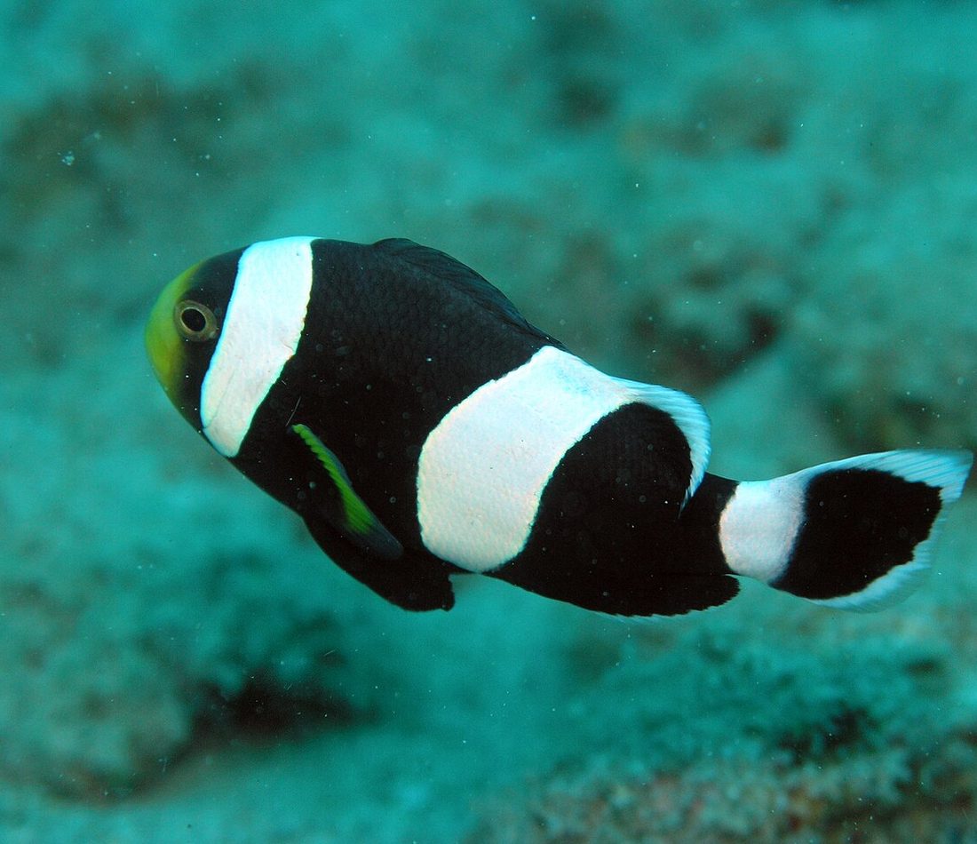 Saddleback Clownfish reference