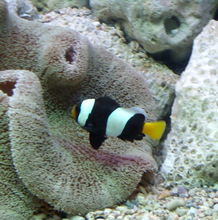 Sebae Clownfish