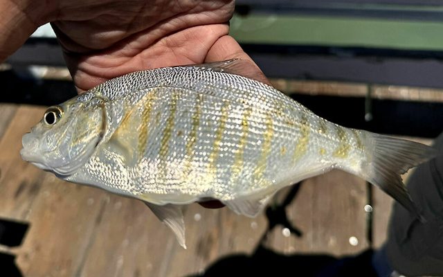 Barred Surfperch reference