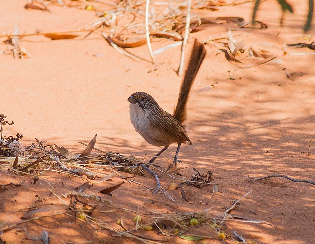 Eyrean Grasswren reference
