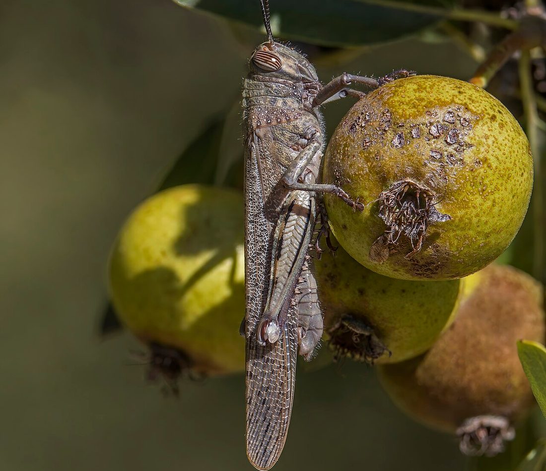 Egyptian Bird Grasshopper reference