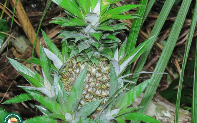 Pineapple reference