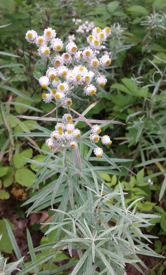 pearly everlasting reference