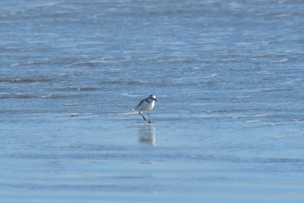 Wrybill reference