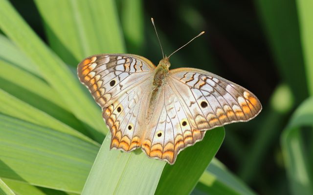 White Peacock reference